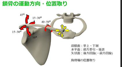 鎖骨の動き